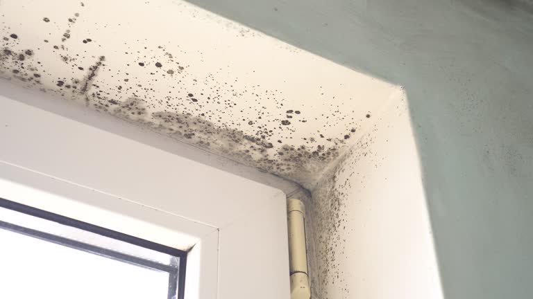 Reliable Cienegas Terrace, TX Mold Removal Solutions